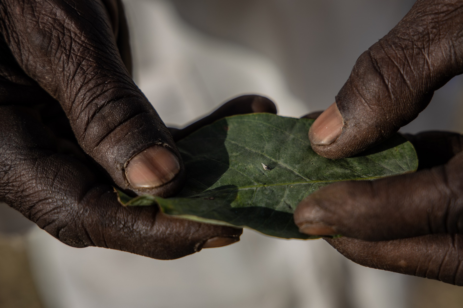 Omoregie Osakpolor, The dead black fly caught at the bank of a river in Dandikowa, Gombe State, 2022, Courtesy of the artist and END Fund