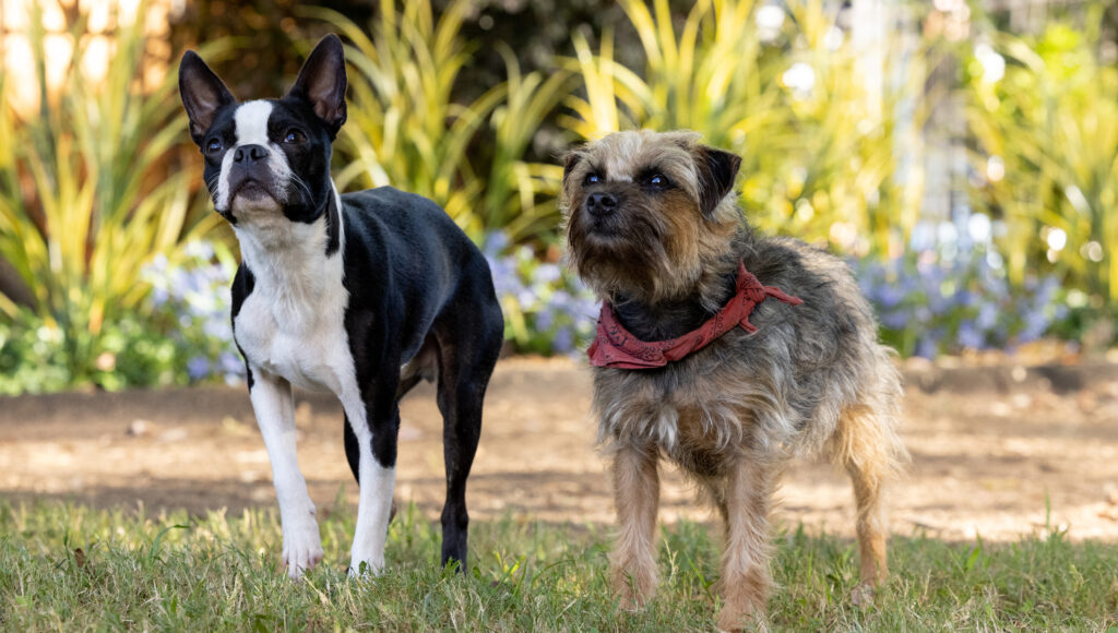 (L-r) Jamie Foxx) and Reggie (Will Ferrell) in Strays, © 2023 Universal Studios. All Rights Reserved.