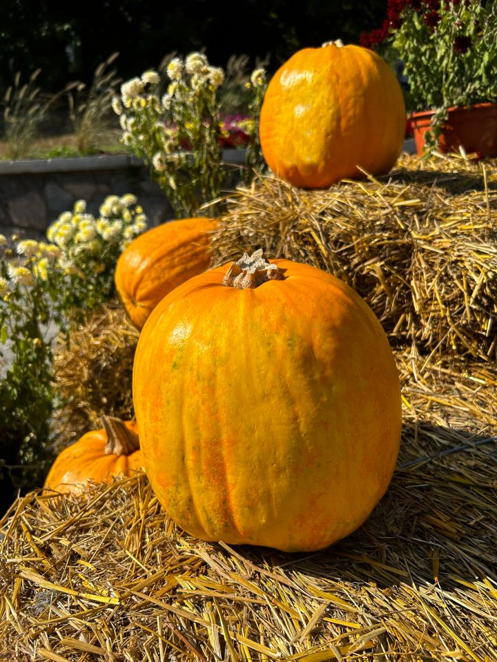 Visit a Pumpkin Patch