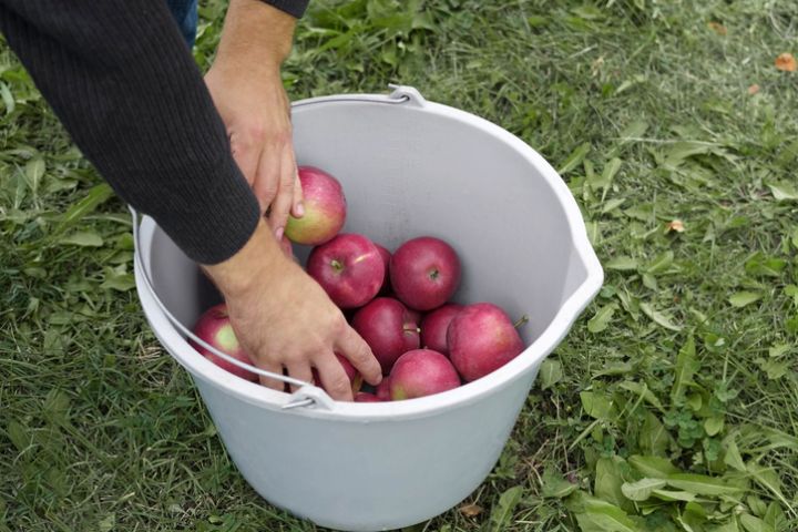 Apple Picking