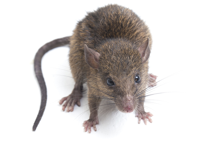 Brown Rat Rattus rattus isolated on white background